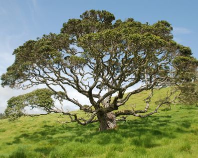 Pohutukawa