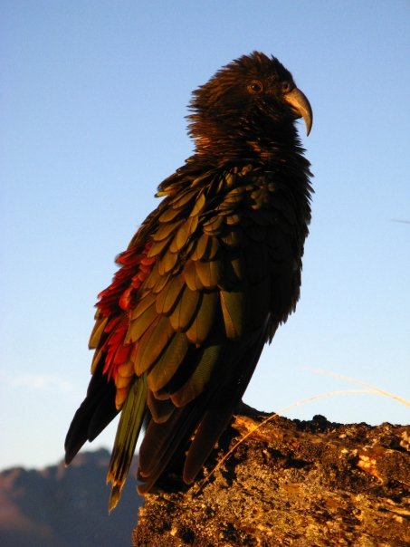 Kea